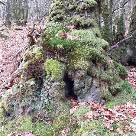 Lodge, Goas Rep *